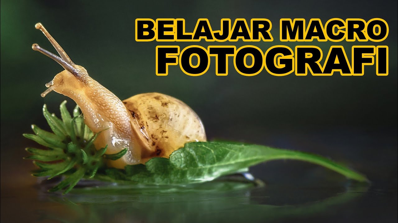 Harus Sabar Belajar Macro Fotografi | #dirumahaja
