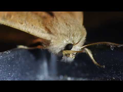 Cluster - Prothese (1979) {Musik-Video}