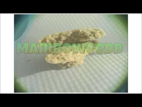 Javielito ft Estukoro - Mamboweed