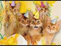 Happy Birthday Kittens 