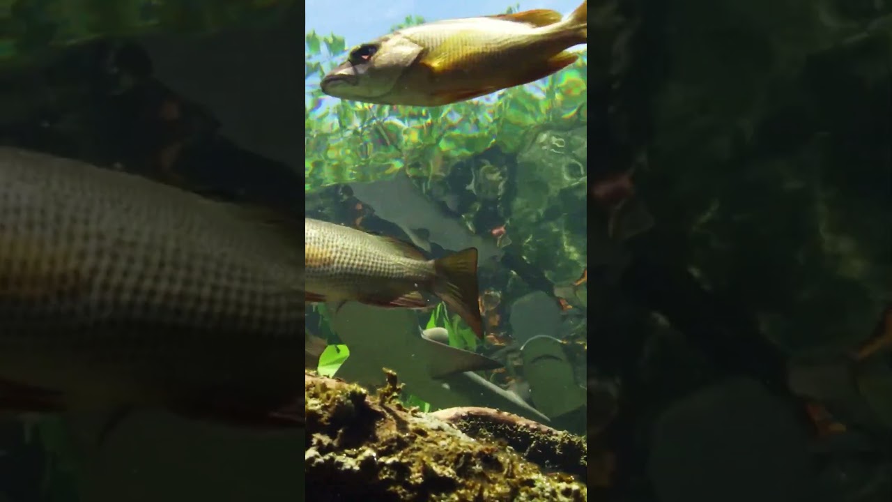 Life in Bimini's Mangroves