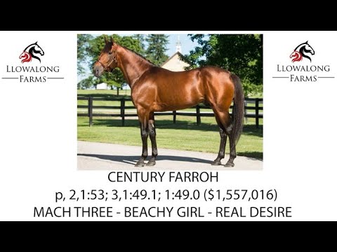 Century Farroh - Llowalong Farms