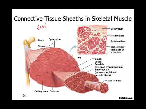 Muscular System Part 1