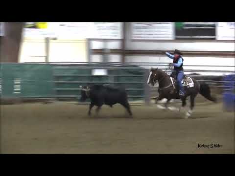 Opus Cat Olena   Steer Stopping