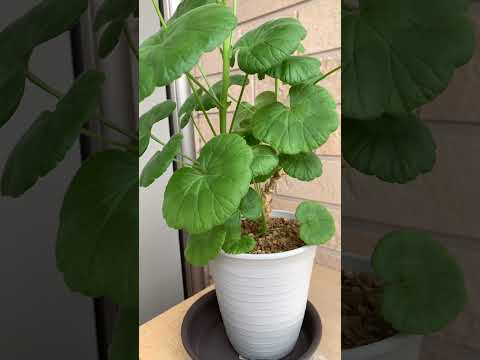 秋の多年生ゼラニウムの開花を延長して、色の光景を楽しむにはどうすればよいですか？  庭園