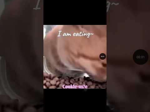 𝕚 𝕒𝕞 𝕖𝕒𝕥𝕚𝕟𝕘 ~ creadits to : @Humaniters  #cute #cat #kitten #funny #bestfeed [𝕟𝕠𝕥 𝕞𝕚𝕟𝕖 ]