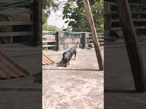 Kunjan 💖 #doglover