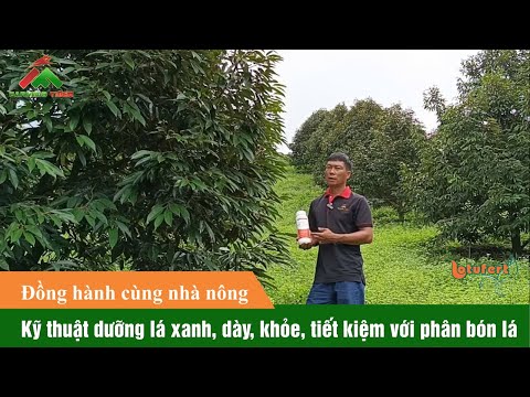 Kỹ thuật dưỡng lá xanh, dày, khỏe, tiết kiệm với sản phẩm nhập khẩu Hector (24030)