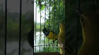 Download lagu SOGON BETINA PIKAT #mabeskicau #sogongacor #sogon #sogonbetina #shortsvideo #shorts mp3