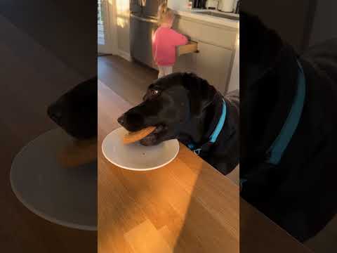 Our Dog Ate Her Cookie While She Got a Napkin 😂 #CookieTheif #ToddlerFun #LabradorRetriever #Shorts