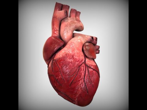 Human Anatomy Ch 19 The Heart P1