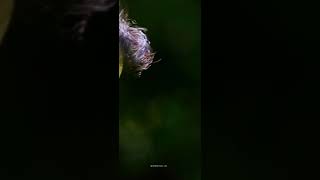 Download lagu New WhatsApp Status | Oru rathri koodi vidavangave | Summer in Bethlehem | Suresh Gopi Manju Warrior mp3
