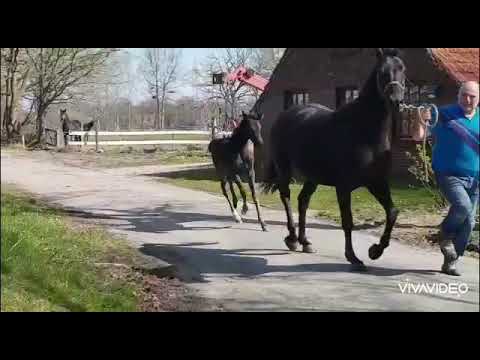 Sf v IBIZA x SAN AMOUR x RÜHMANN  x AKZENT I *2.2020