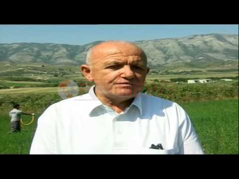 Karkaleci po shkatërron të mbjellat në Vlorë, fillon dezinsektimi - Ora News-