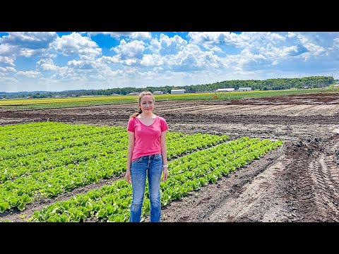 , title : 'Salad Bowl of Canada!! Lettuce, Carrots & Onions - Agriculture 2022.'