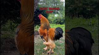 Download lagu Top10 roosters of fancy chicken breeds crowing in a battle #backyardchickens #raisingchickens #farm mp3
