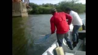 preview picture of video 'Robalo Puente Tamos, Veracruz, Mexico'