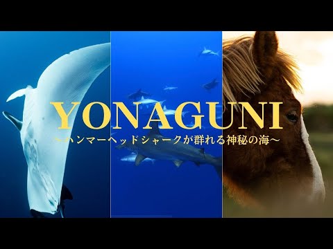 Great Hammerhead Shark Facts | Smithsonian Channel