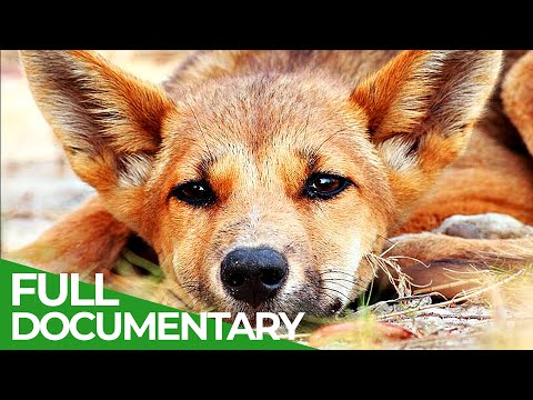 The Real Dingo Australia's Apex Predator