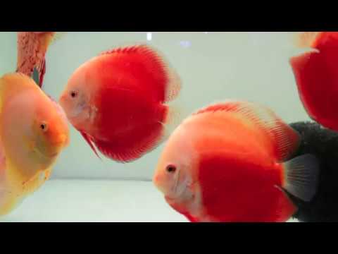 download lagu mp3 mp4 Red Valentine Discus, download lagu Red Valentine Discus gratis, unduh video klip Red Valentine Discus