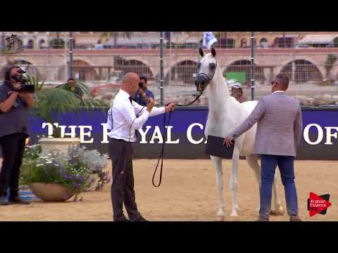 N.86 PA LIVIA - Menton 2018 - 7 Years Old and Older Mares (Class 5)