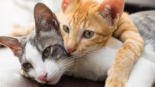 Gatos Fofos Divertidos e Engraados. Pets Divertidos e Lindos.