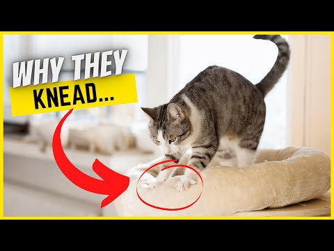 YouTube video about: How do cats breathe under blankets?