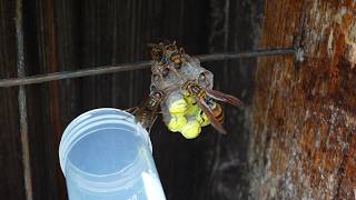 みなしごアシナガバチと3匹の女王蜂観察記