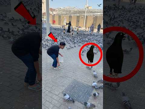 Kabooter Ko Pakernay Ka Programe To Fir Say War Gya | #kabutar #kabootar #pigeon #trap #pigeonlaver