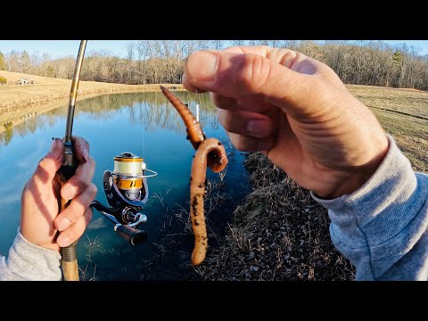 Fishing with Worms for Anything That Bites