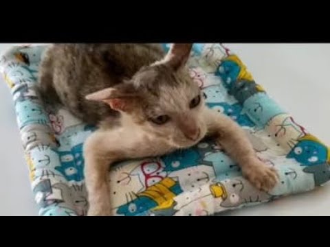 Rescue Cat Who Survived With Multiple Wound on His Body. Episode 7