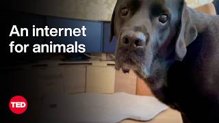 What Happens When Your Dog Uses the Internet | Ilyena Hirskyj-Douglas | TED