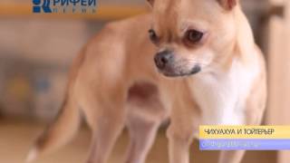 Сколько стоит собака?