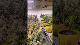 Download lagu just flowers #420 mp3