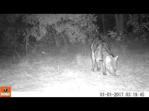 Lobinho (Cerdocyon thous) - monitoramento de fauna no Cerrado de Bataguassu, MS