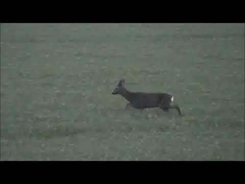 Abendansitz auf Schmalrehe und schwache Böcke