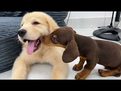 YouTube 썸네일