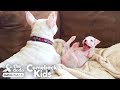 Nubby The 2 Legged Boxer Steals His Dad S Heart The Dodo Comeback Kids