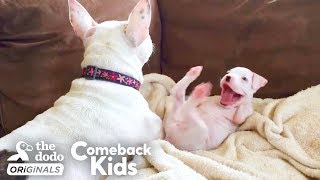 Nubby The 2-Legged Boxer Steals His Dad’s Heart | The Dodo Comeback Kids