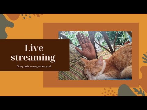 Sripriya  A magickal storyteller  is live
