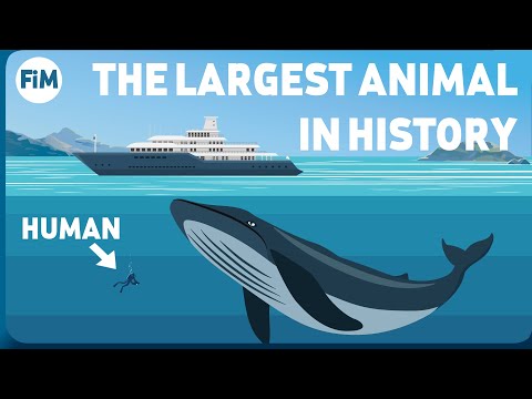 YouTube video about: How fast can a blue whale swim?