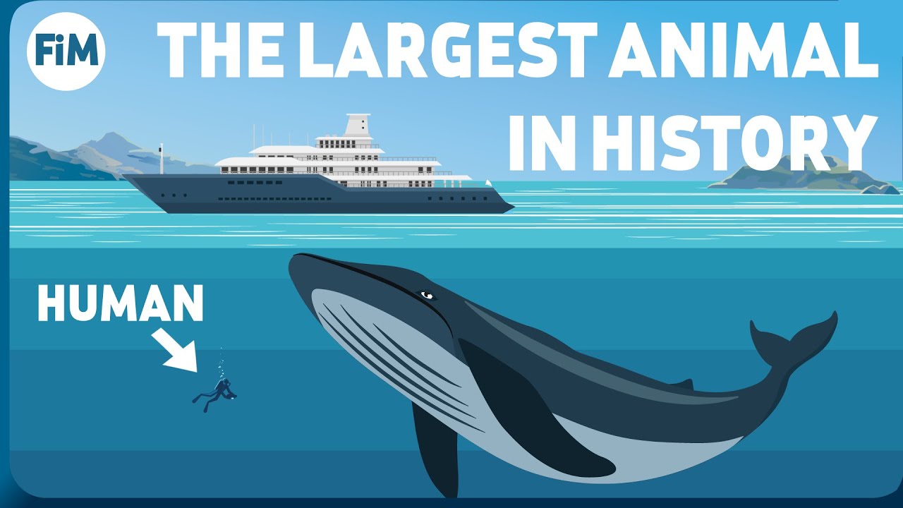 The 7 Best Documentaries About Blue Whales The 7 Best Documentaries About Blue Whales