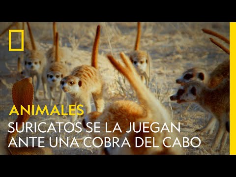 Estos suricatos se la juegan ante el ataque de una cobra del cabo | NATIONAL GEOGRAPHIC ESPAÑA