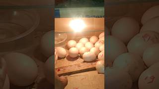 Download lagu penetasan telur ayam dari kardus bekas dimalam hari #ayamkampung #penetasantelur #penetasanmanual mp3 Download lagu penetasan telur ayam dari kardus bekas dimalam hari #ayamkampung #penetasantelur #penetasanmanual mp3