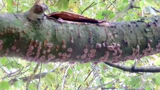 Silver Leaf Fungus (Chondrostereum purpureum) on Cherry in Kirktonhall Glen, West Kilbride