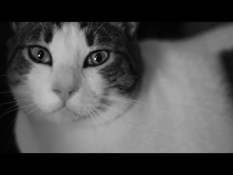 Selim Işık ft. Gürkan Ünlükök - Çöpçüler (Erkin Koray Cover)