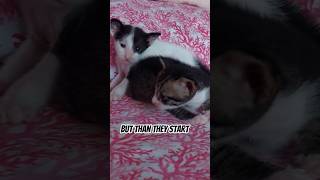 Download lagu I have tried to like people #cat mp3