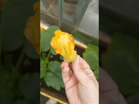 Pumpkin and Priscilla cross-pollination 😱 will Priscilla's pumpkins come out different? 🎃🎃 #pump