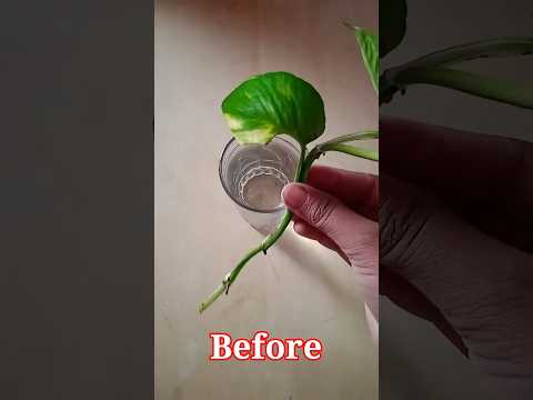 how to grow money plant underwater | how to grow money plant in water bottle in hindi | money plant