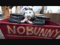 Nobunny - Give It To Me 